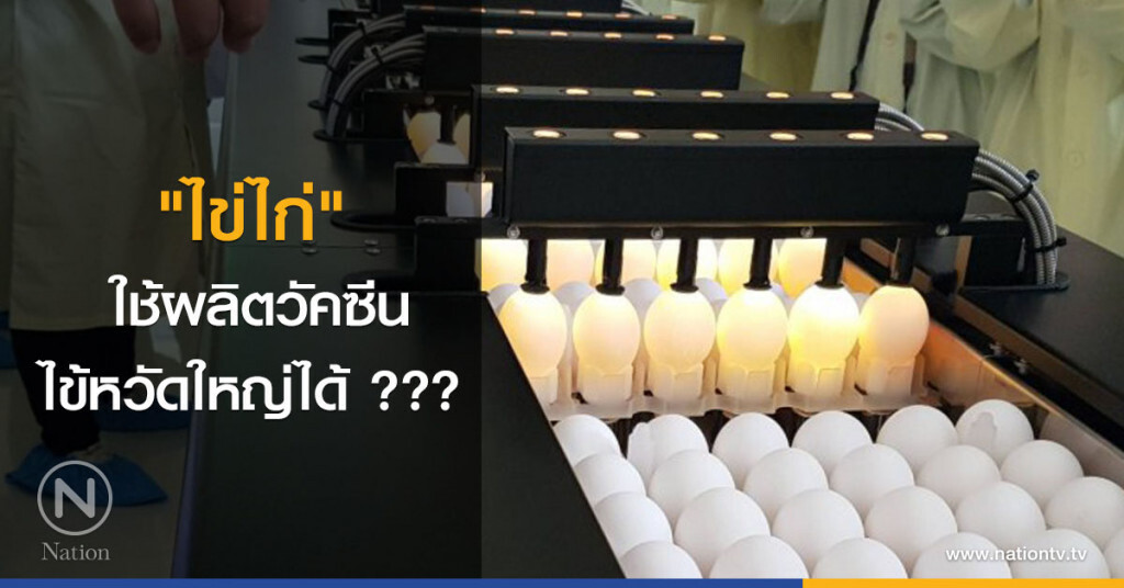 "ไข่ไก่" ใช้ผลิตวัคซีนไข้หวัดใหญ่ได้ ??? "ไข่ไก่" ใช้ผลิตวัคซีนไข้หวัดใหญ่ได้ ???