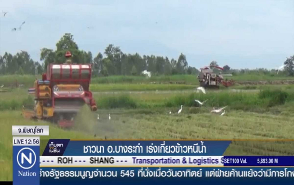ชาวนา อ.บางระกำ เร่งเกี่ยวข้าวหนีน้ำ ชาวนา อ.บางระกำ เร่งเกี่ยวข้าวหนีน้ำ
