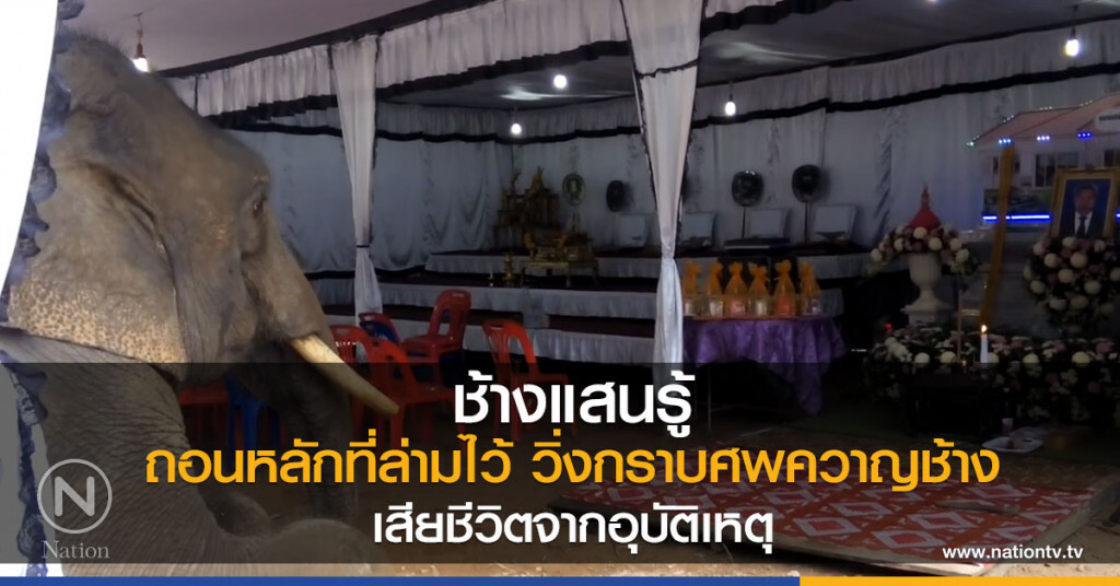 ช้างแสนรู้
ถอนหลักที่ล่ามไว้
วิ่งกราบศพควาญช้าง
เสียชีวิตจากอุบัติเหตุ ช้างแสนรู้
ถอนหลักที่ล่ามไว้
วิ่งกราบศพควาญช้าง
เสียชีวิตจากอุบัติเหตุ
