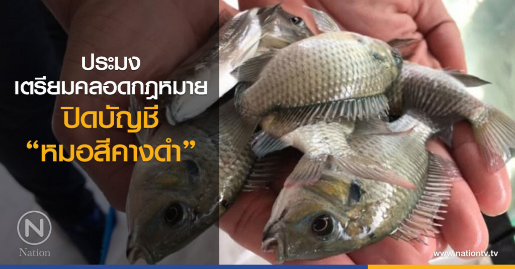 ประมงเตรียมคลอดกฎหมาย
ปิดบัญชี "หมอสีคางดำ" ประมงเตรียมคลอดกฎหมาย
ปิดบัญชี "หมอสีคางดำ"