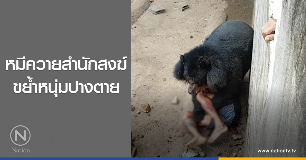 หมีควายสำนักสงฆ์
ขย้ำหนุ่มปางตาย