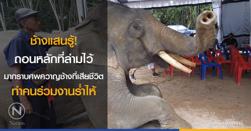 ช้างแสนรู้! ถอนหลักที่ล่ามไว้ มากราบศพควาญช่างที่เสียชีวิต ทำคนร่วมงานร่ำไห้ ช้างแสนรู้! ถอนหลักที่ล่ามไว้ มากราบศพควาญช่างที่เสียชีวิต ทำคนร่วมงานร่ำไห้