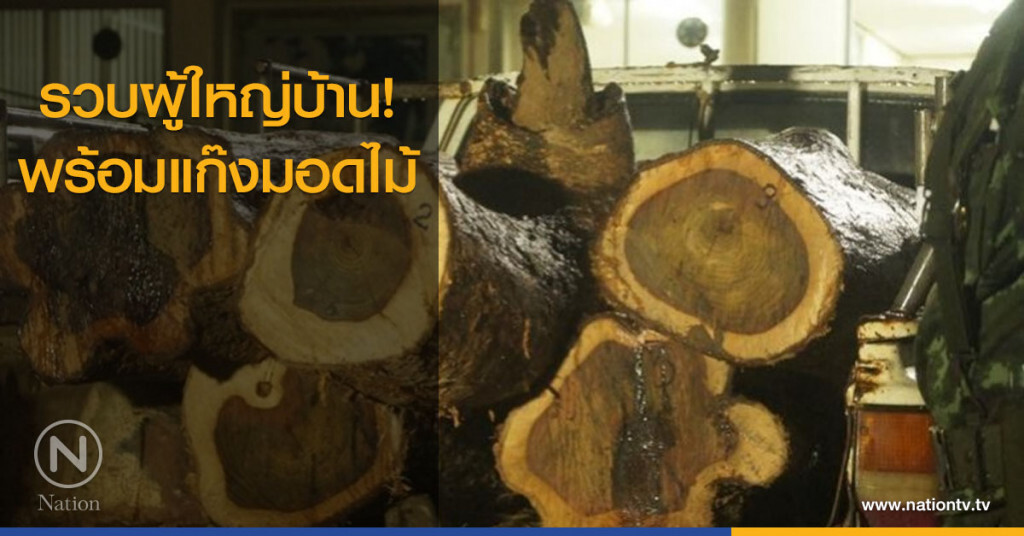 รวบผู้ใหญ่บ้าน! พร้อมแก๊งมอดไม้
