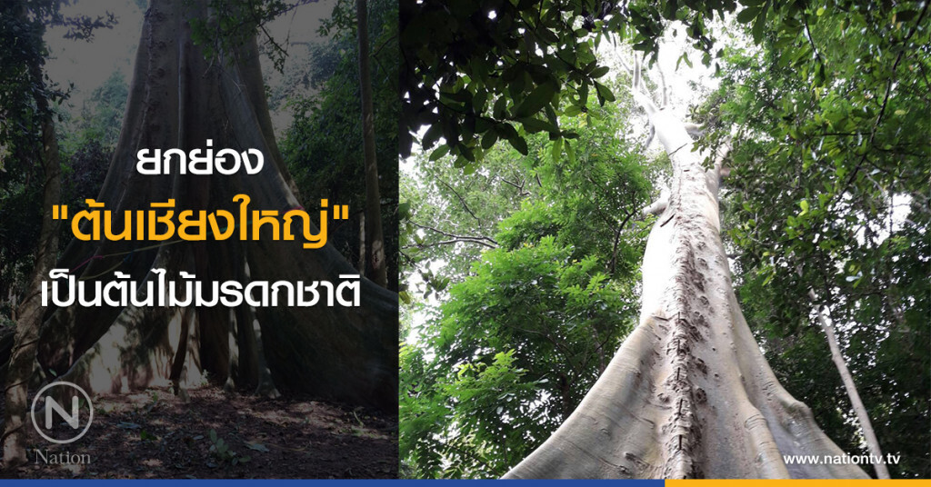 ยกย่อง
"ต้นเชียงใหญ่"
เป็นต้นไม้มรดกชาติ
