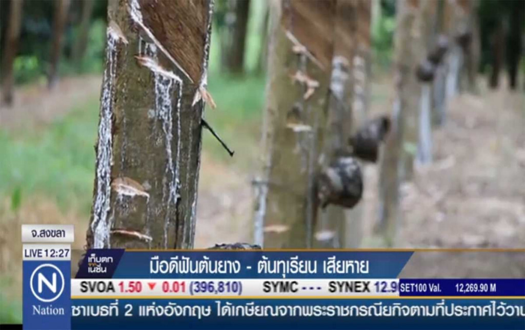 ถูกมือดีฟันต้นยาง-ต้นทุเรียน เสียหาย