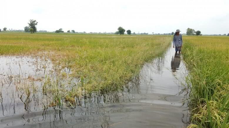 ประกันภัยพืชผล ลดผลกระทบ“น้ำท่วม” ประกันภัยพืชผล ลดผลกระทบ“น้ำท่วม”