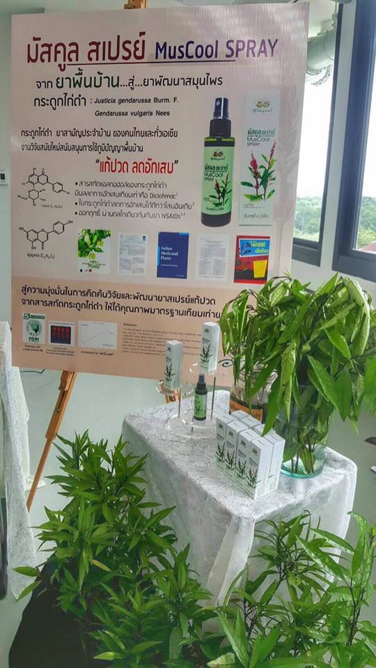 สเปรย์“กระดูกไก่ดำ”แก้ปวด ลดอักเสบ อภัยภูเบศรทำแห่งแรกในโลก