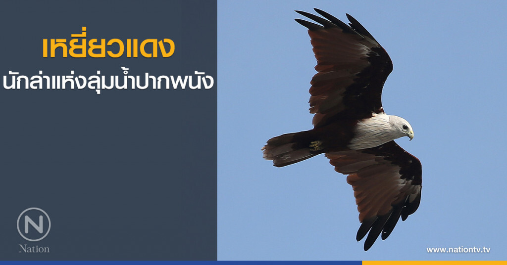 เหยี่ยวแดง...นักล่าแห่งลุ่มน้ำปากพนัง เหยี่ยวแดง...นักล่าแห่งลุ่มน้ำปากพนัง