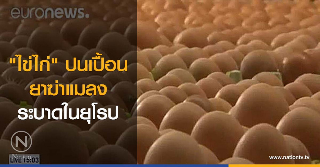 "ไข่ไก่" ปนเปื้อนยาฆ่าแมลง ระบาดในยุโรป