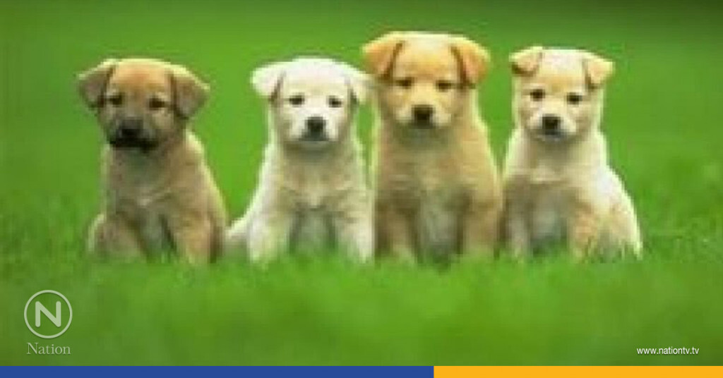 ครั้งแรกในชีวิตของน้องหมา! ครั้งแรกในชีวิตของน้องหมา!