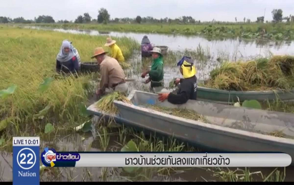 ชาวบ้านช่วยกันลงแขกเกี่ยวข้าว ชาวบ้านช่วยกันลงแขกเกี่ยวข้าว