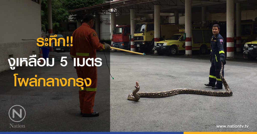 ระทึก!! งูเหลือม 5 เมตร โผล่กลางกรุง