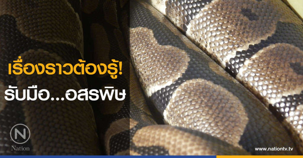 เรื่องราวต้องรู้! รับมือ...อสรพิษ