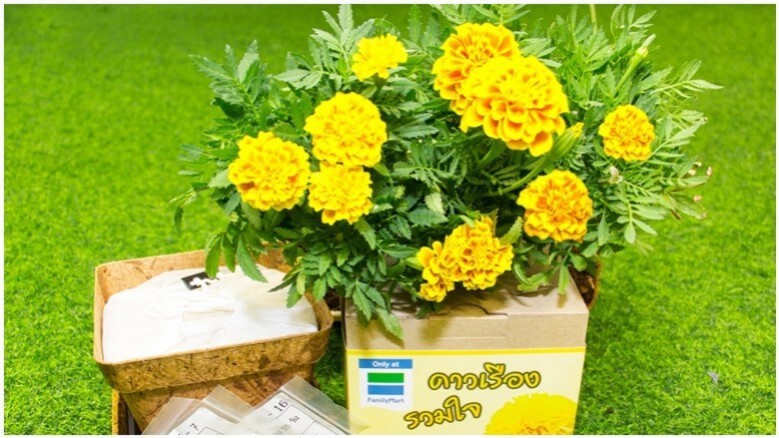 ชวนคนไทย ร่วมใจ "ปลูกดอกดาวเรือง"