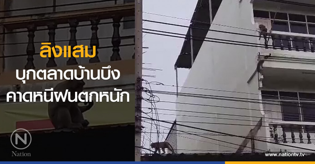 ลิงแสม
บุกตลาดบ้านบึง
คาดหนีฝนตกหนัก ลิงแสม
บุกตลาดบ้านบึง
คาดหนีฝนตกหนัก