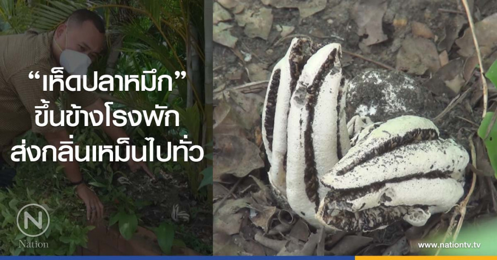 "เห็ดปลาหมึก"
ขึ้นข้างโรงพัก
ส่งกลิ่นเหม็นไปทั่ว "เห็ดปลาหมึก"
ขึ้นข้างโรงพัก
ส่งกลิ่นเหม็นไปทั่ว