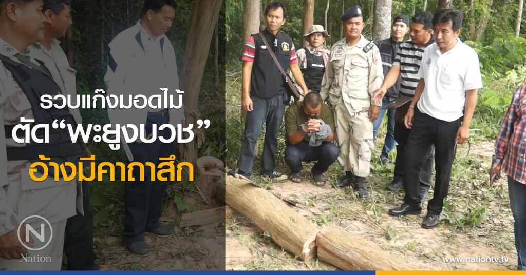 รวบแก๊งมอดไม้ตัด"พะยูงบวช"อ้างมีคาถาสึก รวบแก๊งมอดไม้ตัด"พะยูงบวช"อ้างมีคาถาสึก