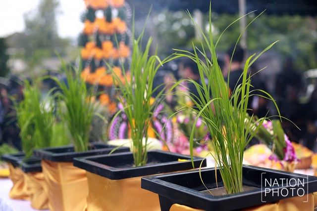 (ภาพชุด)พิธีบวงสรวงการจัดภูมิสถาปัตยกรรมแปลงนาข้าว ประกอบพระเมรุมาศในหลวงร.9