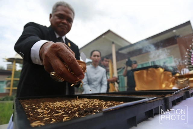 (ภาพชุด)พิธีบวงสรวงการจัดภูมิสถาปัตยกรรมแปลงนาข้าว ประกอบพระเมรุมาศในหลวงร.9