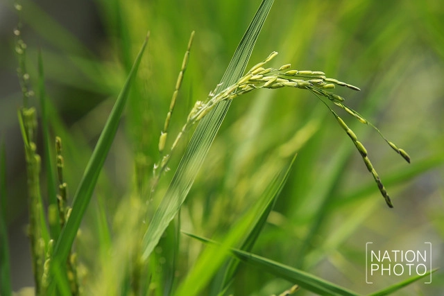 (ภาพชุด)พิธีบวงสรวงการจัดภูมิสถาปัตยกรรมแปลงนาข้าว ประกอบพระเมรุมาศในหลวงร.9