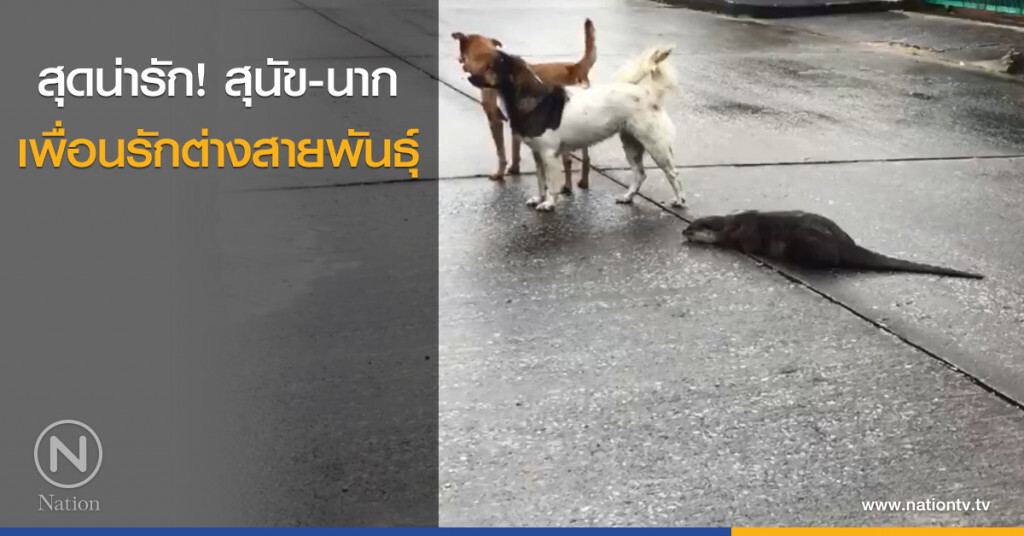 สุดน่ารัก! สุนัข-นาก เพื่อนรักต่างสายพันธุ์ สุดน่ารัก! สุนัข-นาก เพื่อนรักต่างสายพันธุ์
