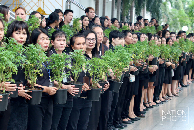 ศาลอาญาเปิดโครงการ "999 ดอกดาวเรือง เหลืองแห่งความจงรักภักดี" ถวายแด่ในหลวงร. 9