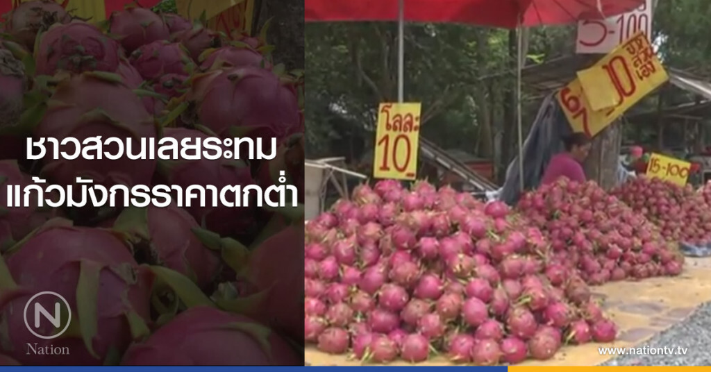ชาวสวนเลยระทม
แก้วมังกรราคาตกต่ำ ชาวสวนเลยระทม
แก้วมังกรราคาตกต่ำ