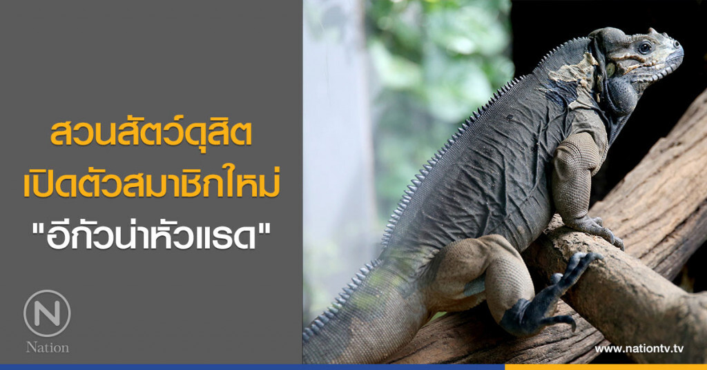 สวนสัตว์ดุสิต เปิดตัวสมาชิกใหม่ "อีกัวน่าหัวแรด" สวนสัตว์ดุสิต เปิดตัวสมาชิกใหม่ "อีกัวน่าหัวแรด"