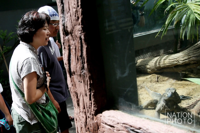 สวนสัตว์ดุสิต เปิดตัวสมาชิกใหม่ "อีกัวน่าหัวแรด"