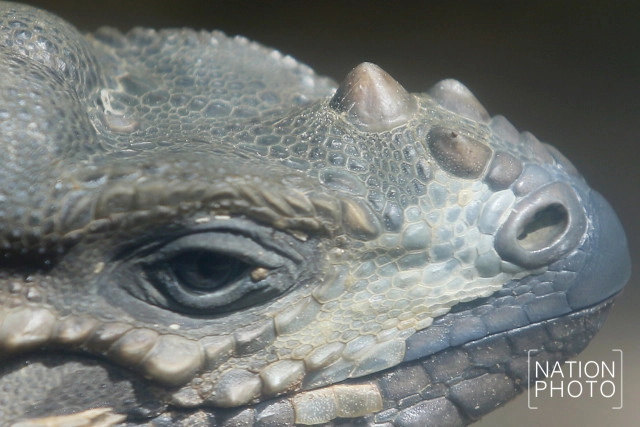 สวนสัตว์ดุสิต เปิดตัวสมาชิกใหม่ "อีกัวน่าหัวแรด"