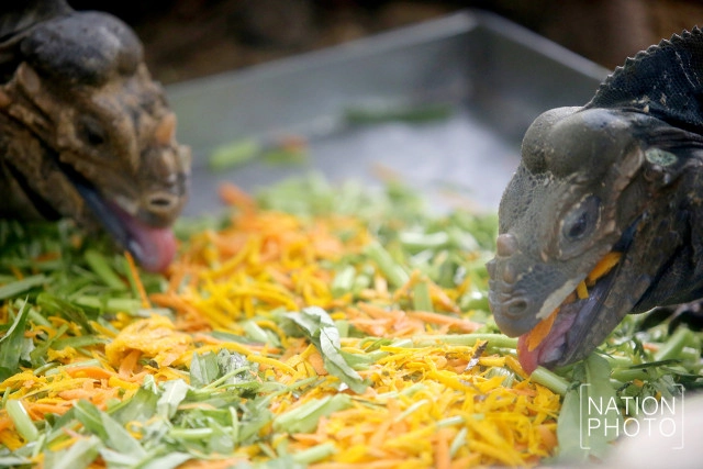 สวนสัตว์ดุสิต เปิดตัวสมาชิกใหม่ "อีกัวน่าหัวแรด"