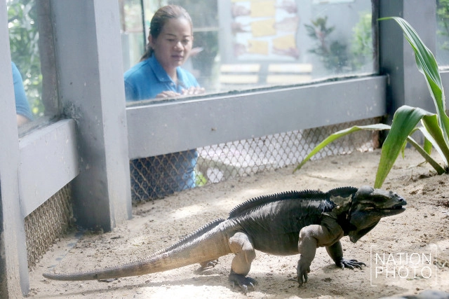 สวนสัตว์ดุสิต เปิดตัวสมาชิกใหม่ "อีกัวน่าหัวแรด"