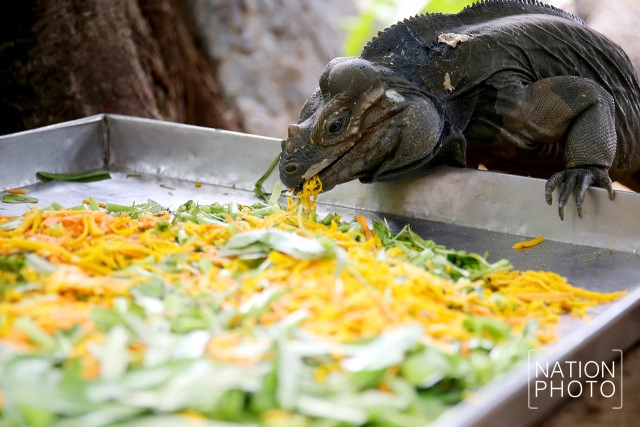 สวนสัตว์ดุสิต เปิดตัวสมาชิกใหม่ "อีกัวน่าหัวแรด"