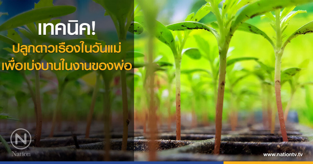 เทคนิค! ปลูกดาวเรืองในวันแม่เพื่อเบ่งบานในงานของพ่อ