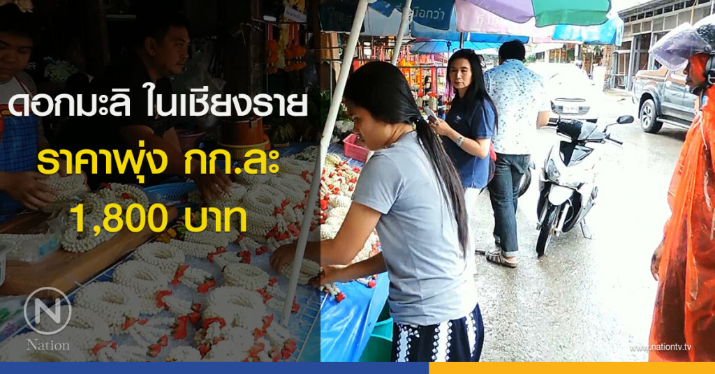 ดอกมะลิ ในเชียงราย ราคาพุ่ง กก.ละ 1,800 บาท ดอกมะลิ ในเชียงราย ราคาพุ่ง กก.ละ 1,800 บาท
