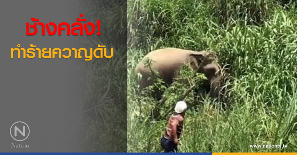 ช้างคลั่ง! ทำร้ายควาญดับ ช้างคลั่ง! ทำร้ายควาญดับ