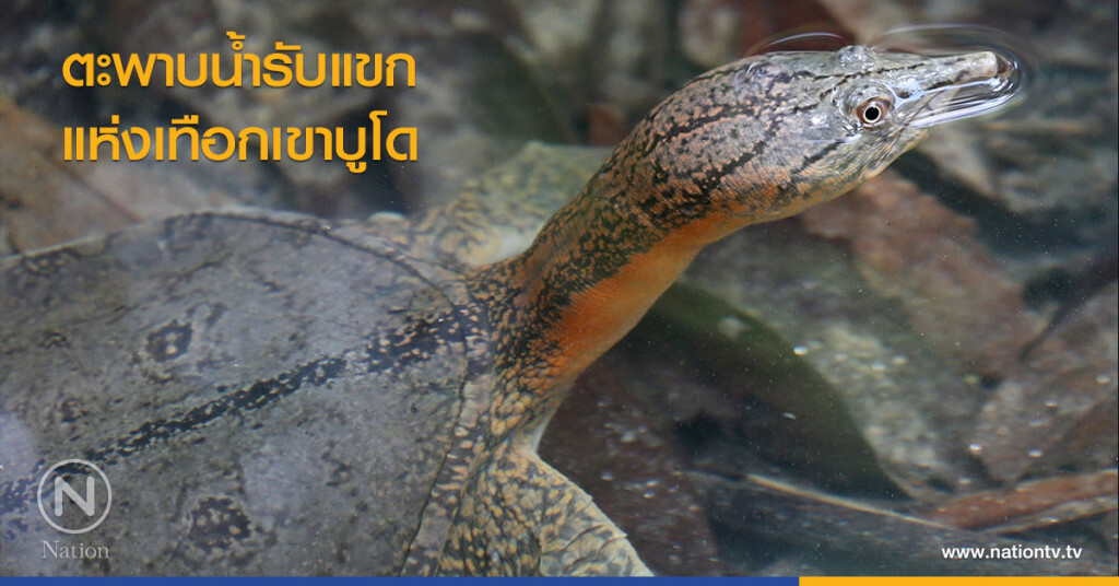 ตะพาบน้ำรับแขก แห่งเทือกเขาบูโด ตะพาบน้ำรับแขก แห่งเทือกเขาบูโด