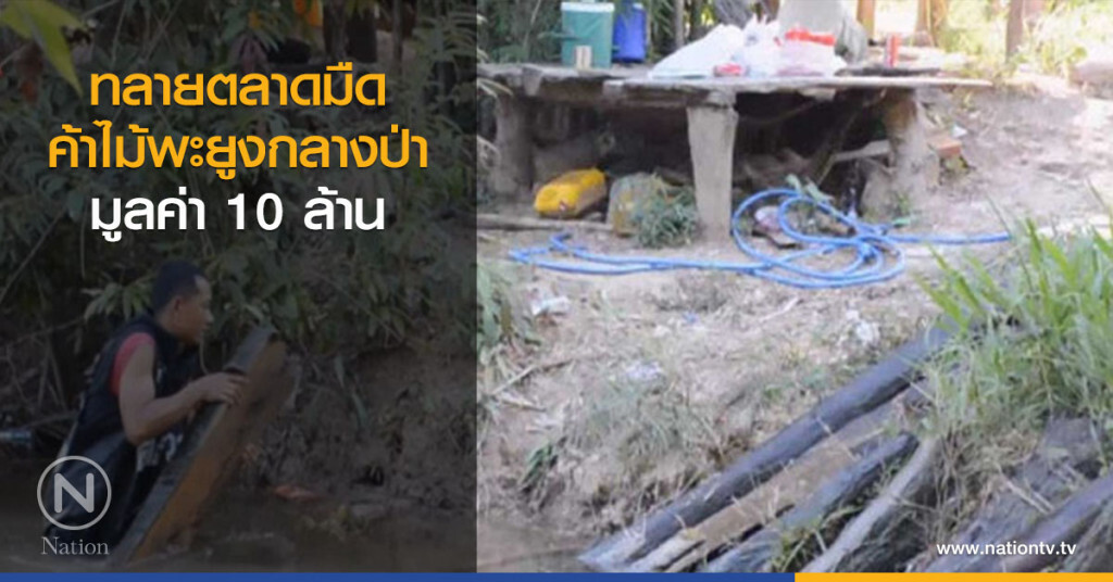 ทลายตลาดมืดค้าไม้พะยูงกลางป่า มูลค่า 10 ล้าน ทลายตลาดมืดค้าไม้พะยูงกลางป่า มูลค่า 10 ล้าน