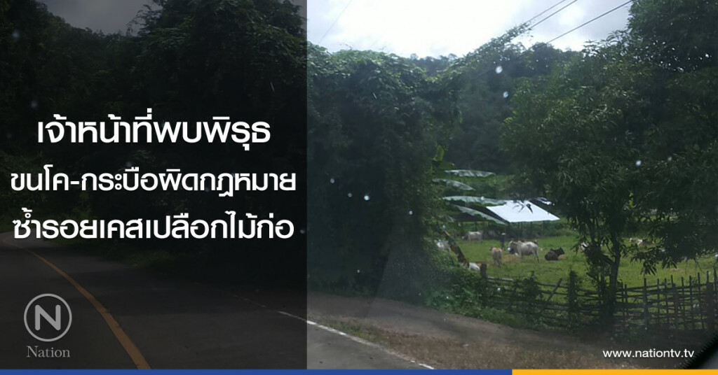 เจ้าหน้าที่พบพิรุธ
ขนโค-กระบือผิดกฎหมาย
ซ้ำรอยเคสเปลือกไม้ก่อ
