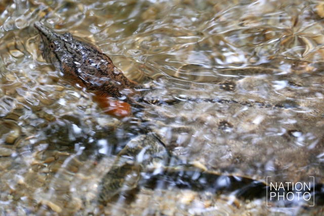ตะพาบน้ำรับแขก แห่งเทือกเขาบูโด
