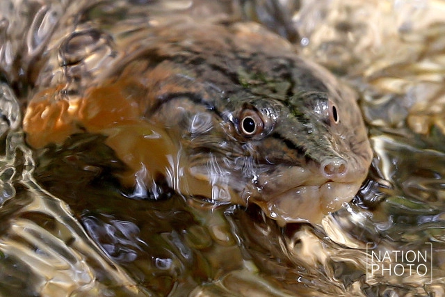 ตะพาบน้ำรับแขก แห่งเทือกเขาบูโด