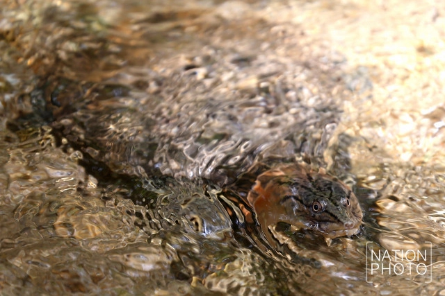 ตะพาบน้ำรับแขก แห่งเทือกเขาบูโด