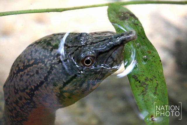 ตะพาบน้ำรับแขก แห่งเทือกเขาบูโด