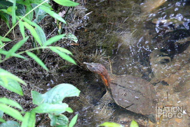 ตะพาบน้ำรับแขก แห่งเทือกเขาบูโด