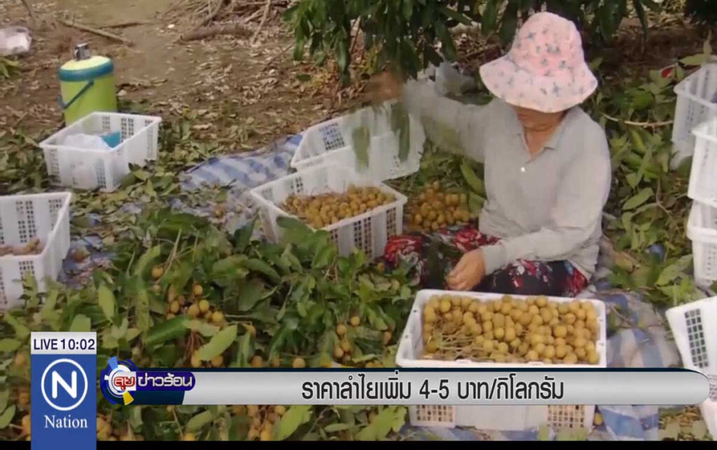 ราคาลำไยเพิ่ม 4-5 บาท/กิโลกรัม ราคาลำไยเพิ่ม 4-5 บาท/กิโลกรัม