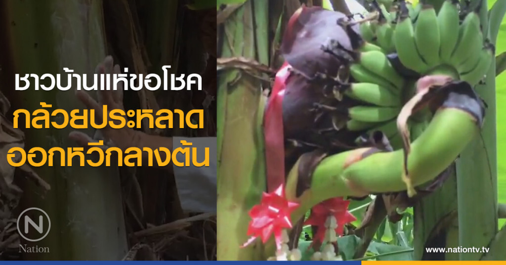 ชาวบ้านแห่ขอโชค
กล้วยประหลาด
ออกหวีกลางต้น