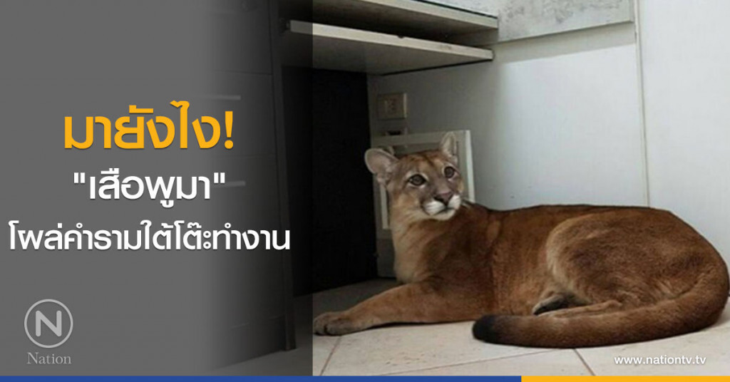 มายังไง! "เสือพูมา" โผล่คำรามใต้โต๊ะทำงาน มายังไง! "เสือพูมา" โผล่คำรามใต้โต๊ะทำงาน