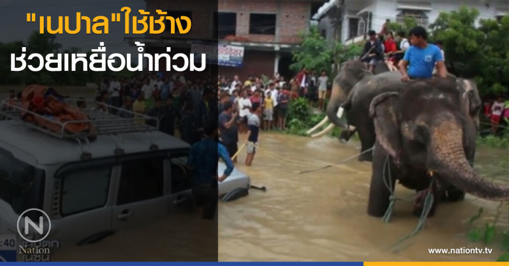 เนปาลใช้ช้าง ช่วยเหยื่อน้ำท่วม เนปาลใช้ช้าง ช่วยเหยื่อน้ำท่วม