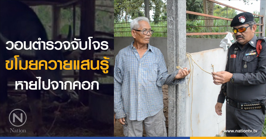 วอนตำรวจจับโจร
ขโมยควายแสนรู้
หายไปจากคอก วอนตำรวจจับโจร
ขโมยควายแสนรู้
หายไปจากคอก