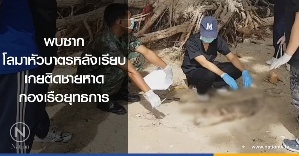 พบซาก
โลมาหัวบาตรหลังเรียบ
เกยติดชายหาดกองเรือยุทธการ พบซาก
โลมาหัวบาตรหลังเรียบ
เกยติดชายหาดกองเรือยุทธการ